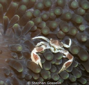 Porcelain crab. Not so easy to find anymore. by Stephan Gosselin 